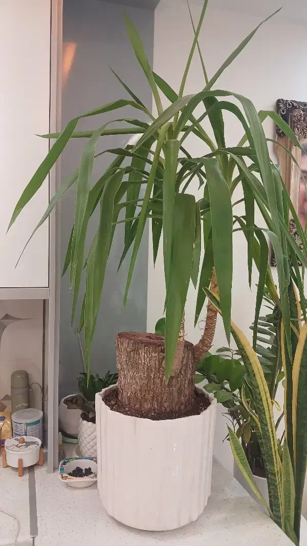 نخل یوکا(بونسای 30 ساله) یک سوم قیمت|گل و گیاه طبیعی|پاکدشت, پاکدشت (مامازند)|دیوار