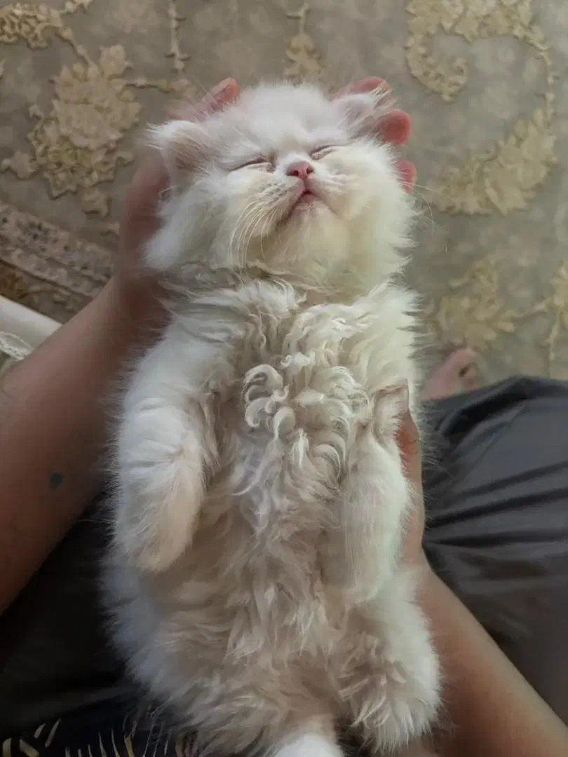 پرشین کت|گربه|رشت, امین الضرب|دیوار