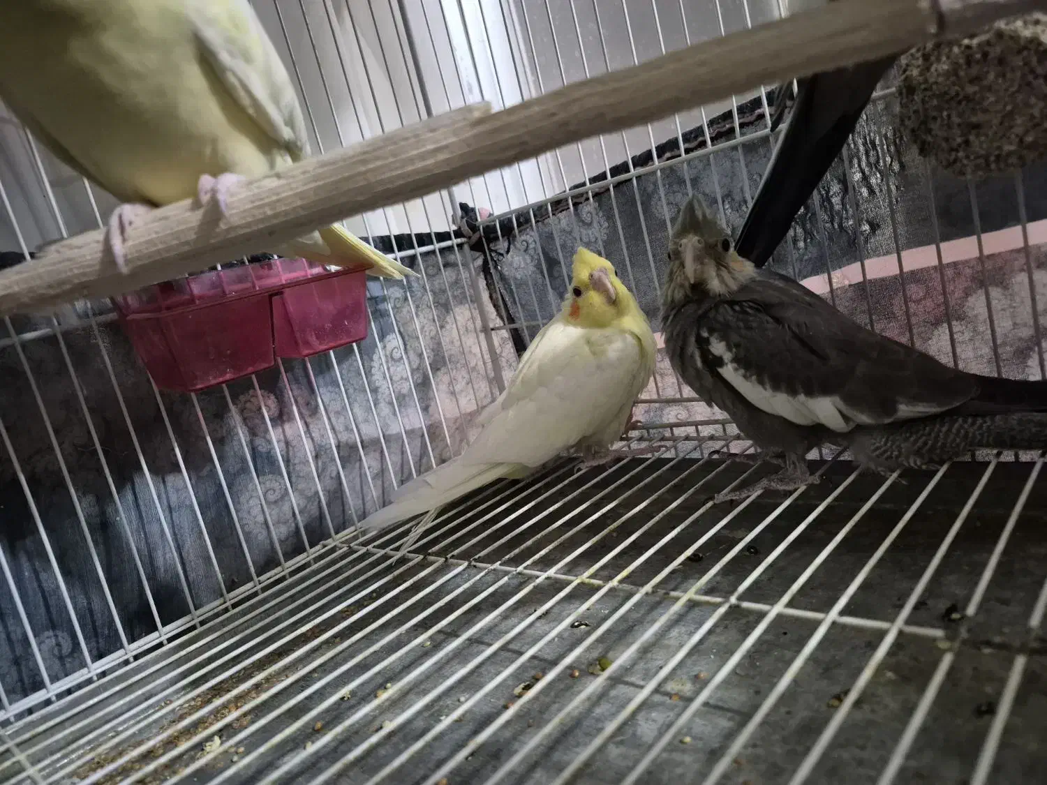 یک جفت عروس هلندی با دو جوجه|پرنده|بجنورد, |دیوار