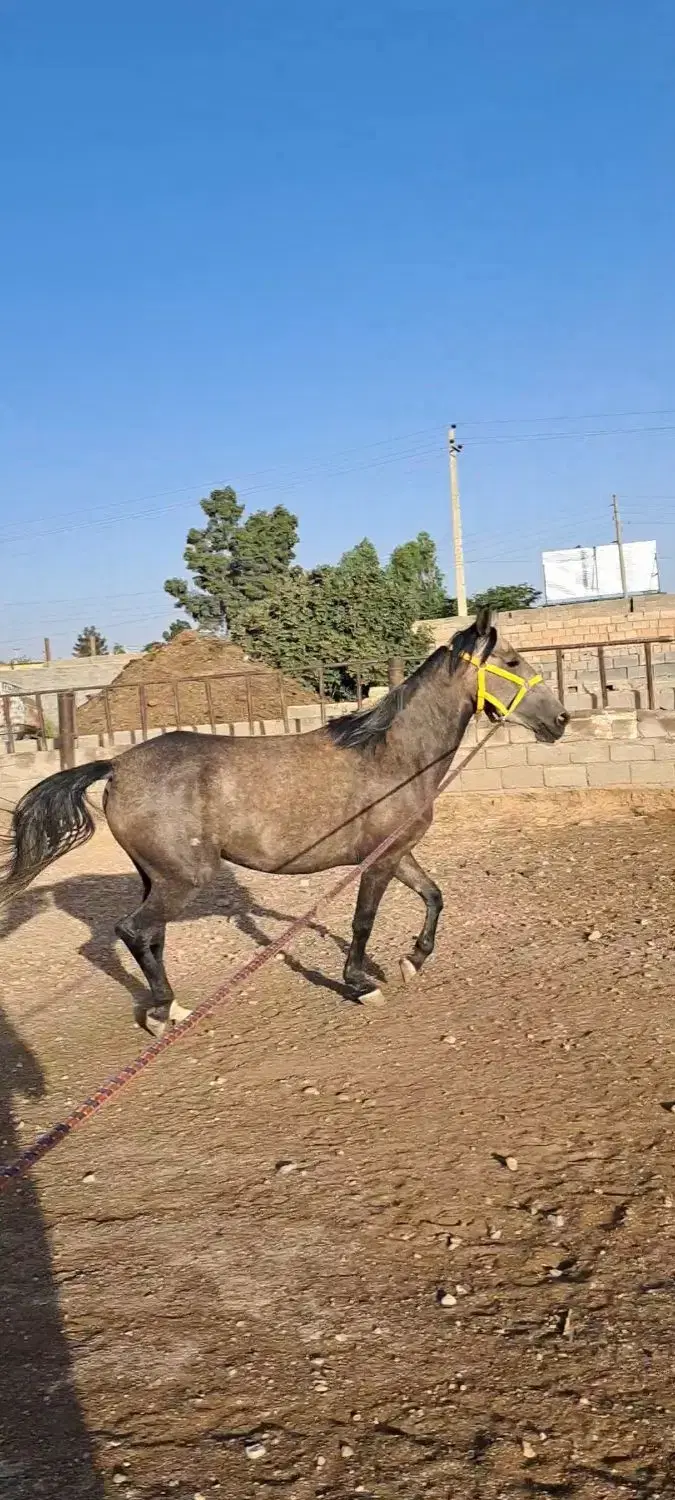 مادیان کرد|اسب و تجهیزات اسب‌سواری|کرمان, |دیوار