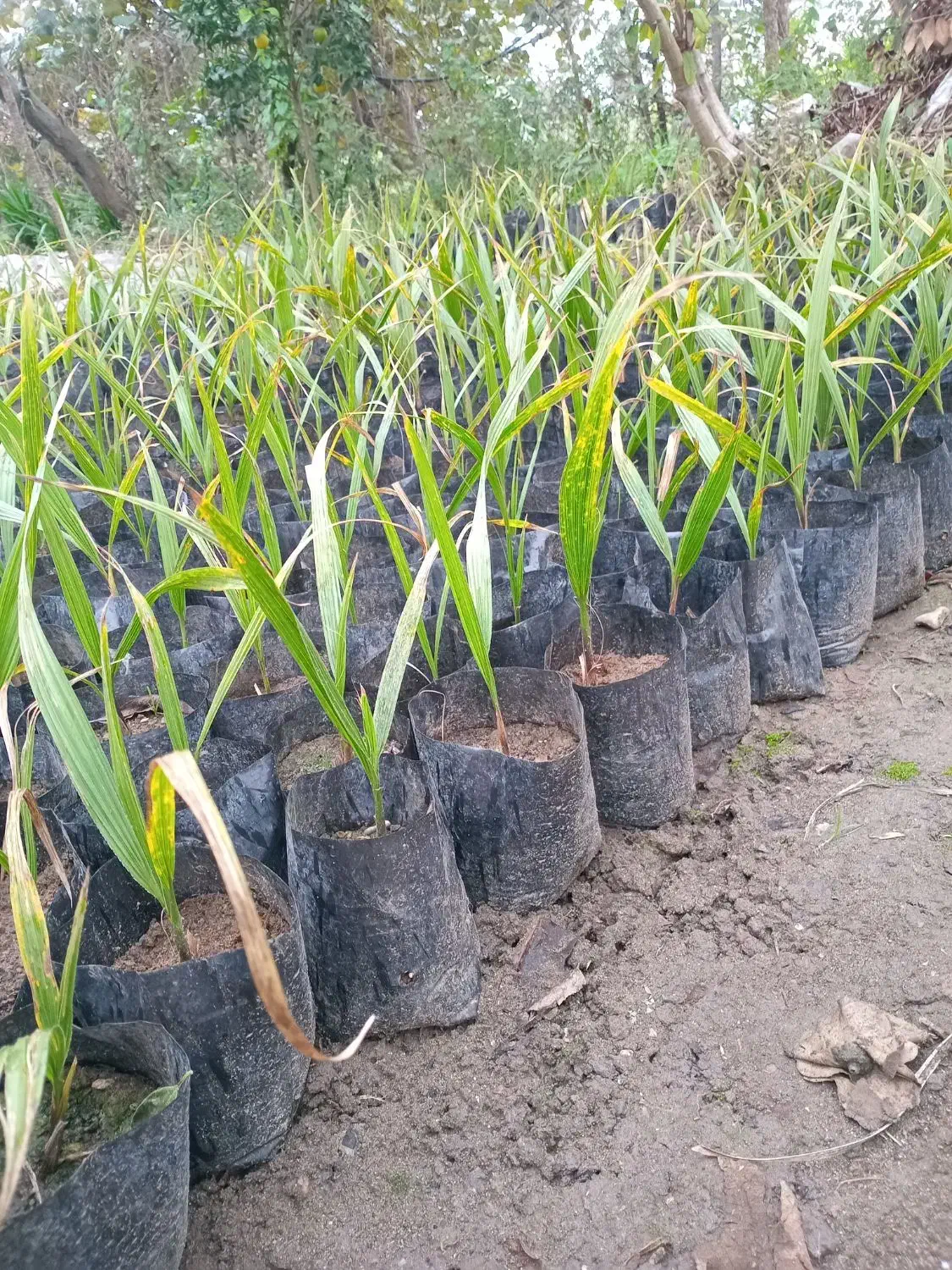 پالم تنه قرمز ریشه پرس|خدمات باغبانی و درختکاری|کلاچای, |دیوار