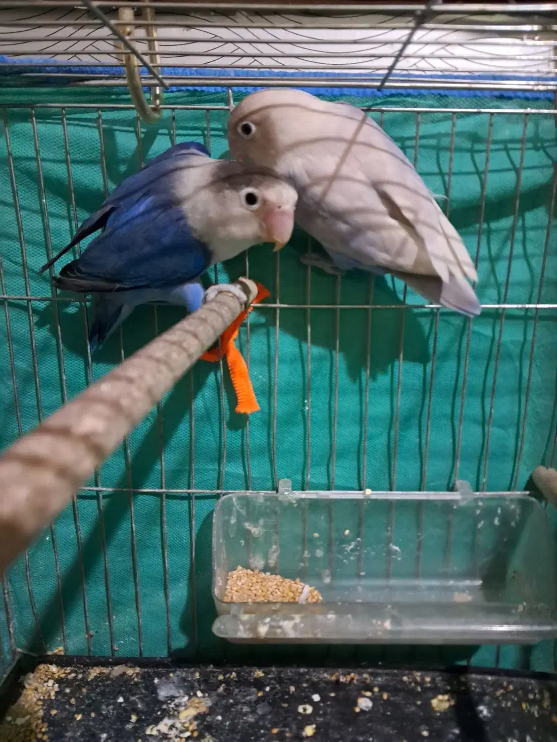 جفت کوتوله|پرنده|یزد, |دیوار