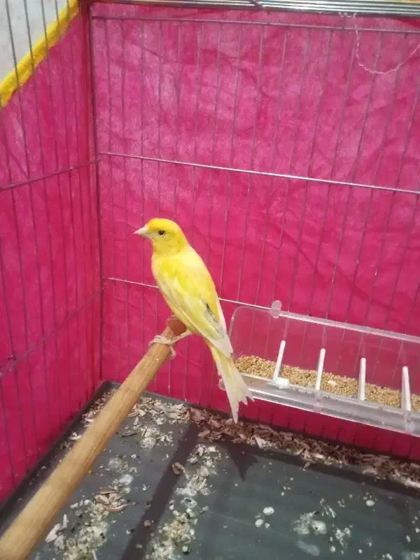 قناری زرد جوانه|پرنده|خاش, |دیوار