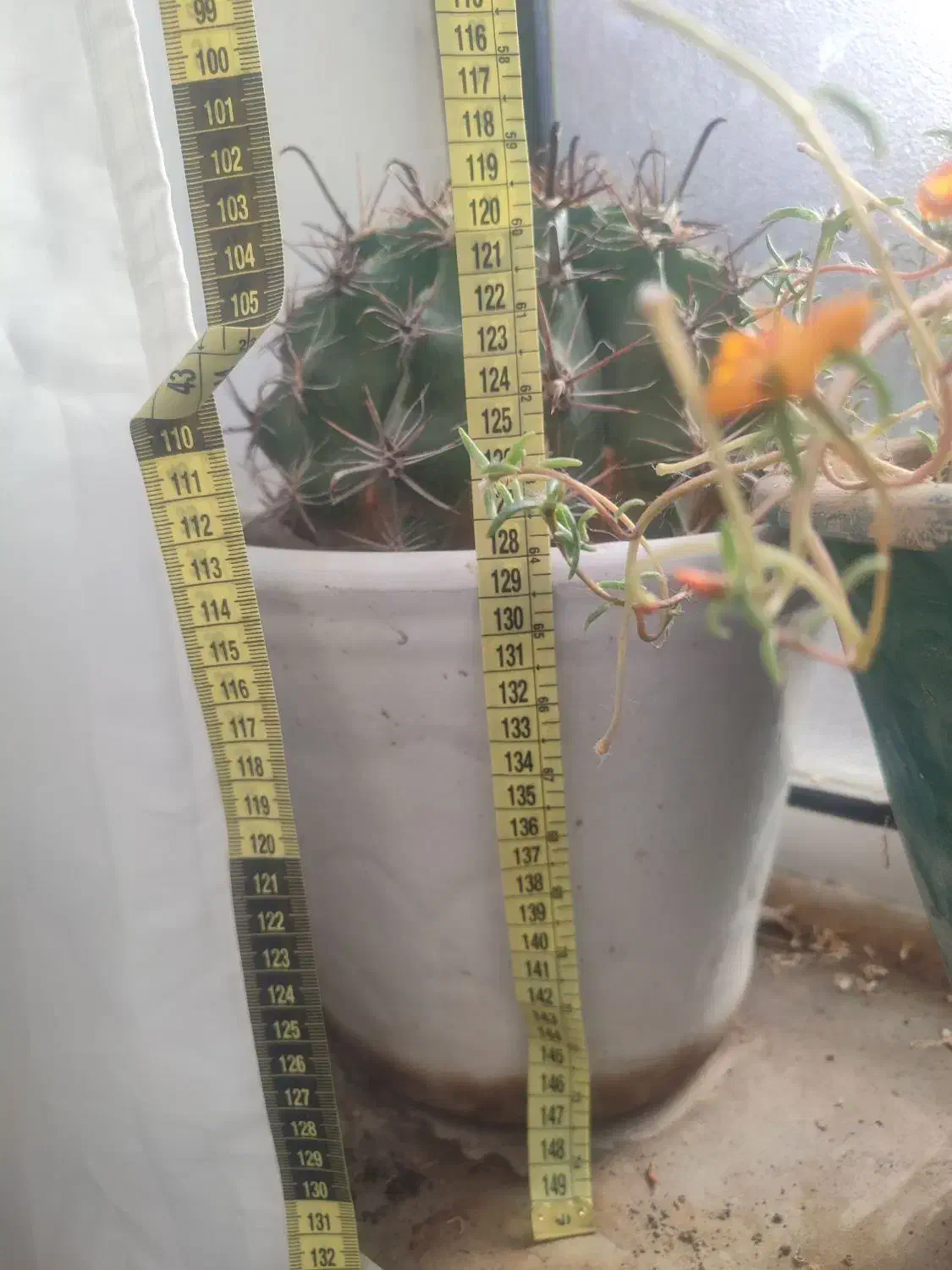 گل کاکتوس شمعدانی ختمی الوورا آگاو|گل و گیاه طبیعی|خوی, |دیوار