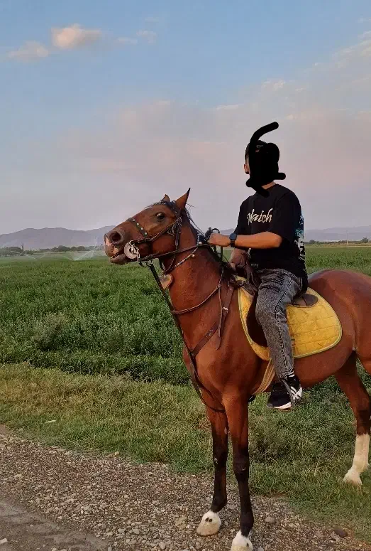 اسب|اسب و تجهیزات اسب‌سواری|همدان, |دیوار