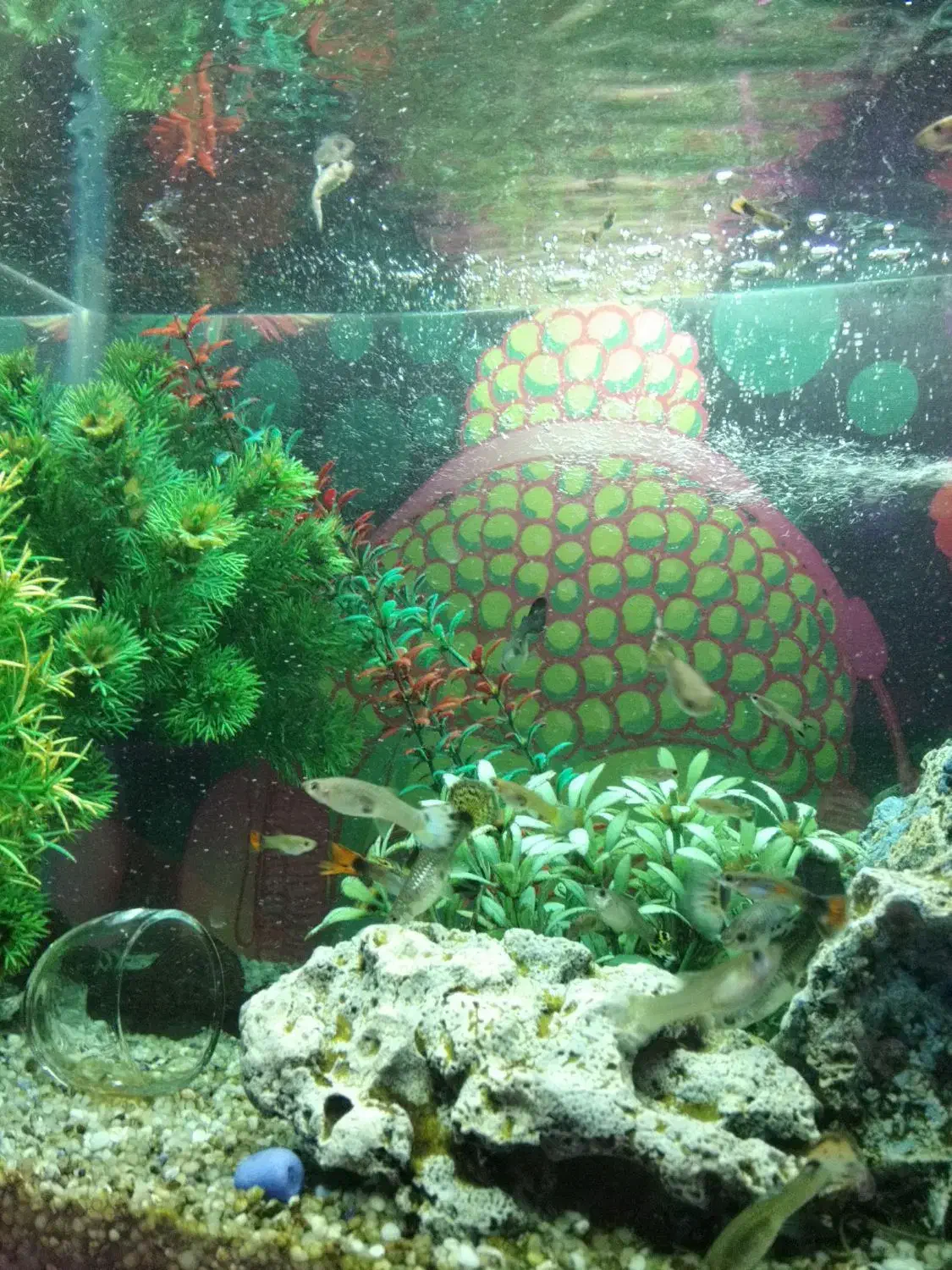 گوپی میکس مولد تا نوزاد|ماهی|کرج, حصارک بالا|دیوار