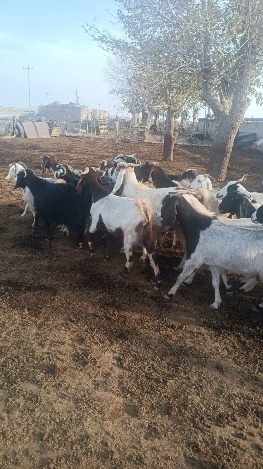 بز ابستن|حیوانات مزرعه|سبزوار, قصبه غربی|دیوار