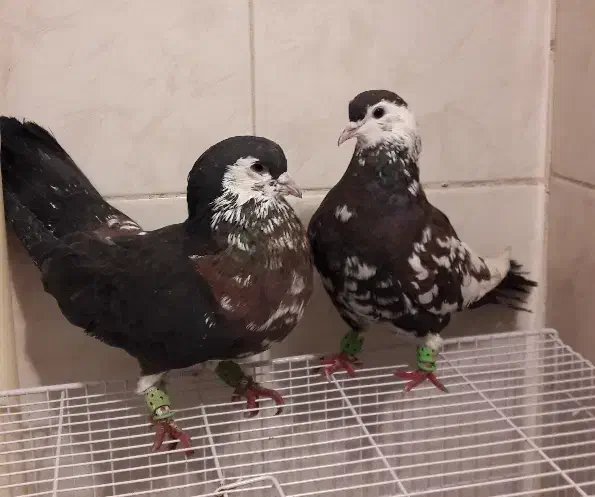 چپ و ساده افشون افغانی|پرنده|مشهد, رستگار|دیوار