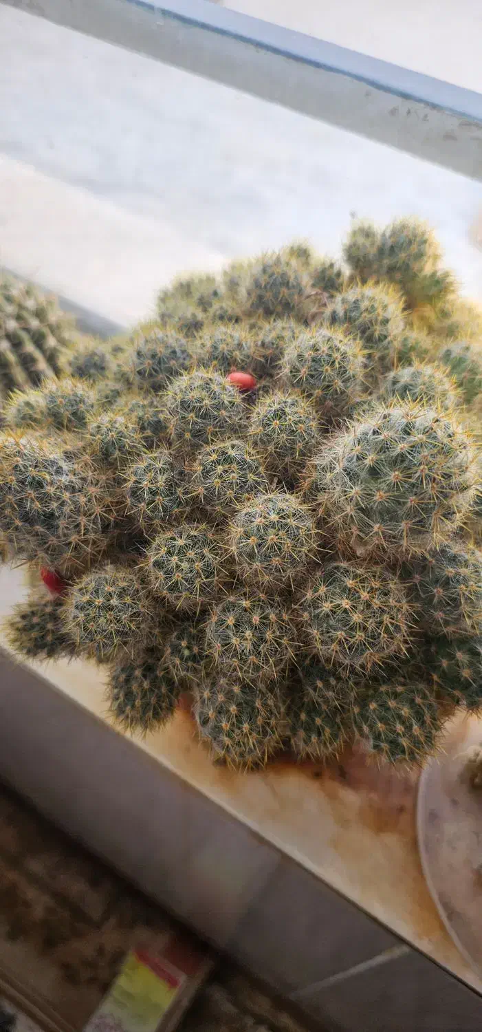 گل کاکتوس|گل و گیاه طبیعی|کاشمر, |دیوار