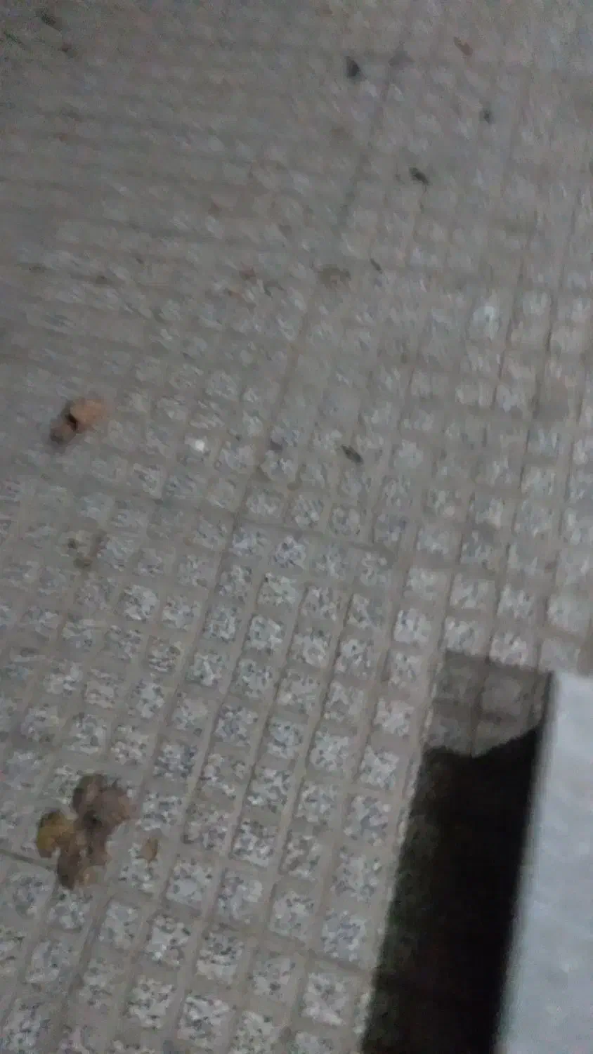 مغازه تجاری سفت کاری شده|فروش مغازه و غرفه|نجفآباد, قلعه سفید|دیوار