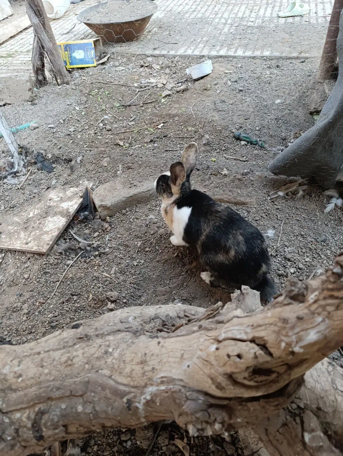 خرگوش سرحال ۱۲۰۰۰ تومان|موش و خرگوش|سبزوار, قصبه شرقی|دیوار