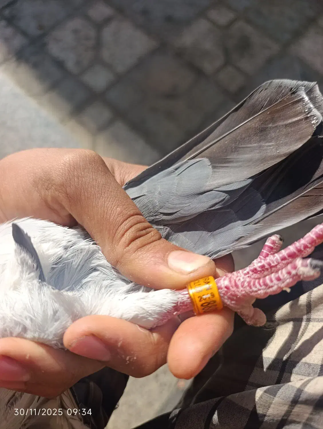 کفتر پلاکی زات عربستان|پرنده|مرودشت, دولت آباد|دیوار