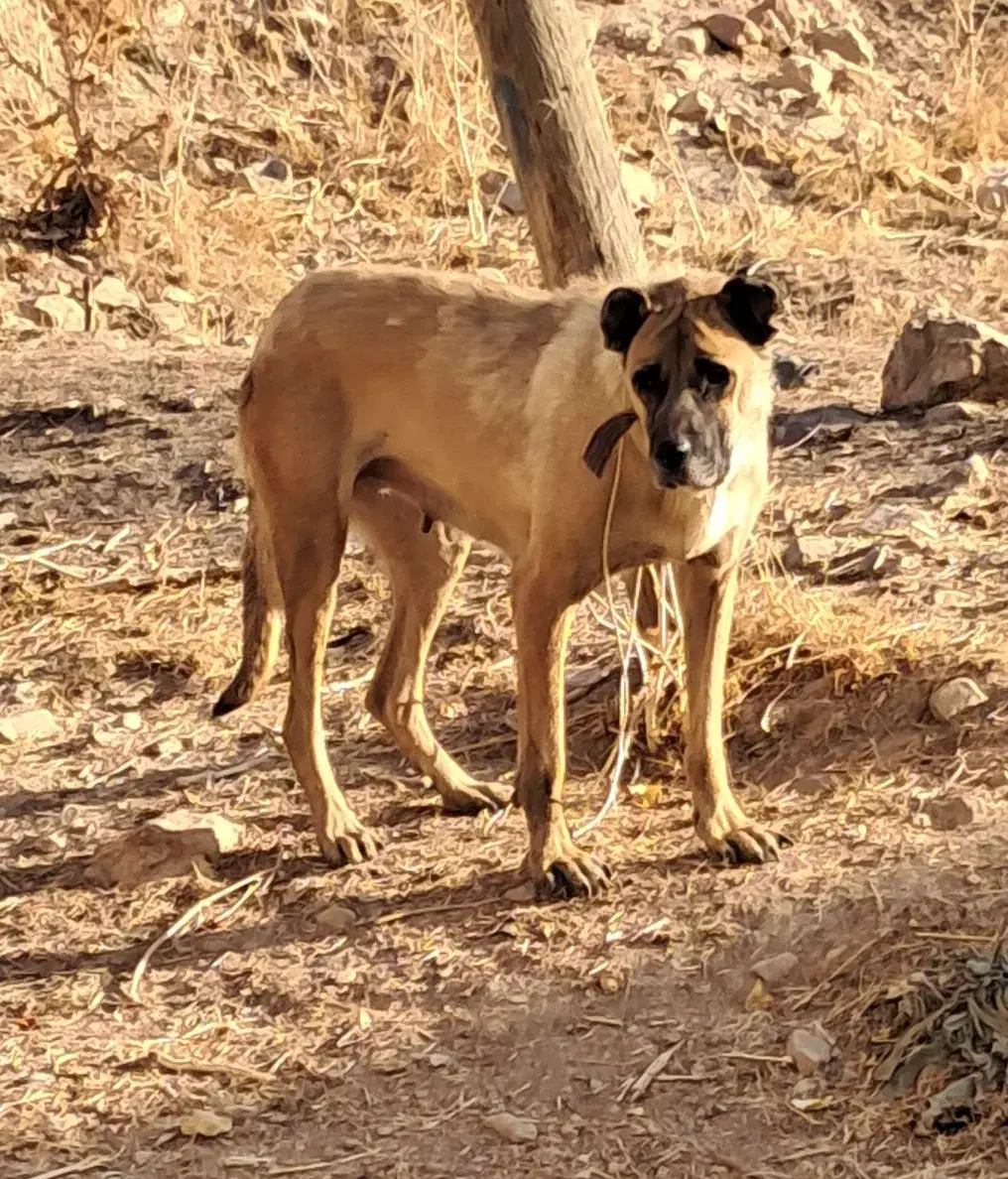 واگذاری سگ ماده سرابی قد ۸۰ سه ساله|سگ|اردبیل, |دیوار
