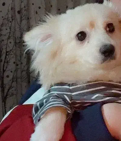 سگ نر  پامرین خرسی  کرمی حرف گوش کن|سگ|قزوین, |دیوار