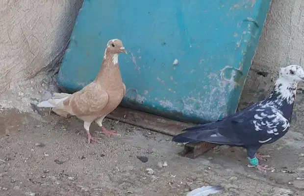 جفت کبوتر نر و ماده|پرنده|اهواز, فاز ۱ پادادشهر|دیوار