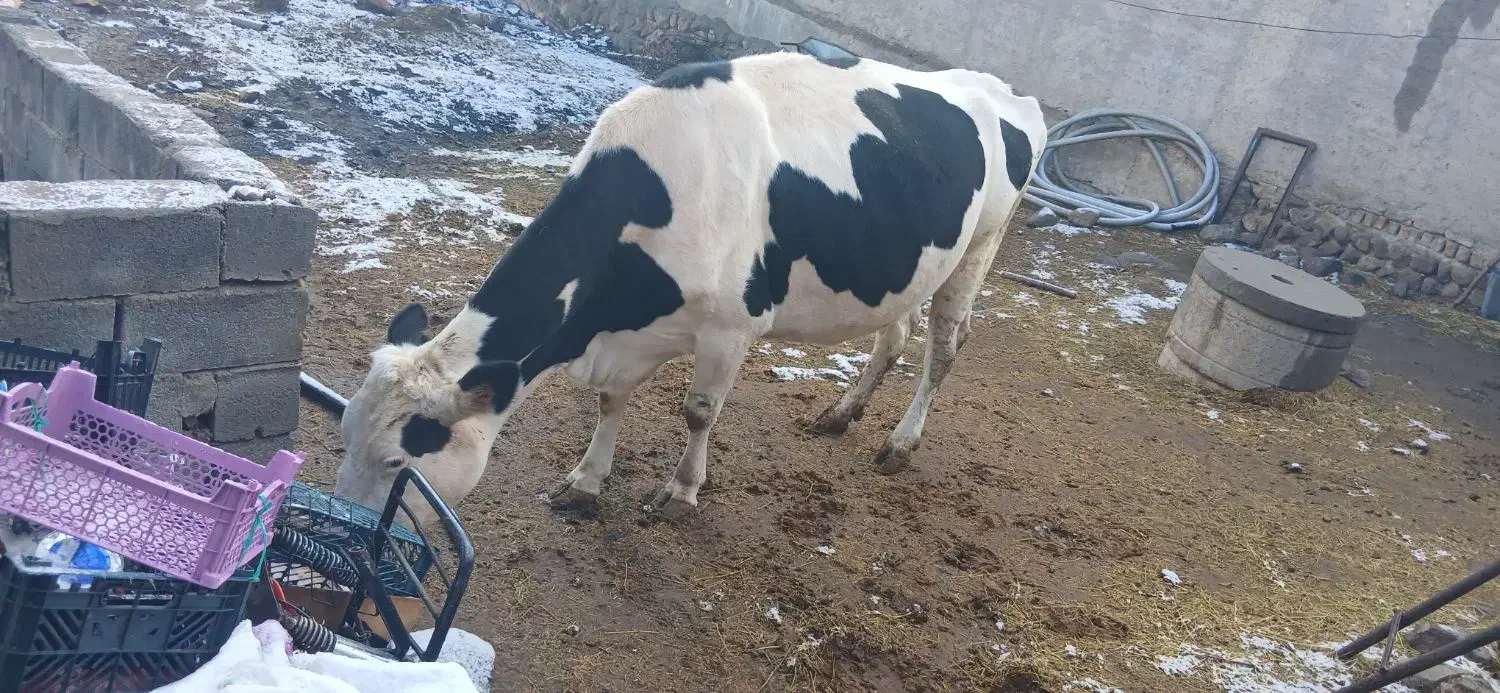 گاو گوشتی|حیوانات مزرعه|نظر کهریزی, |دیوار