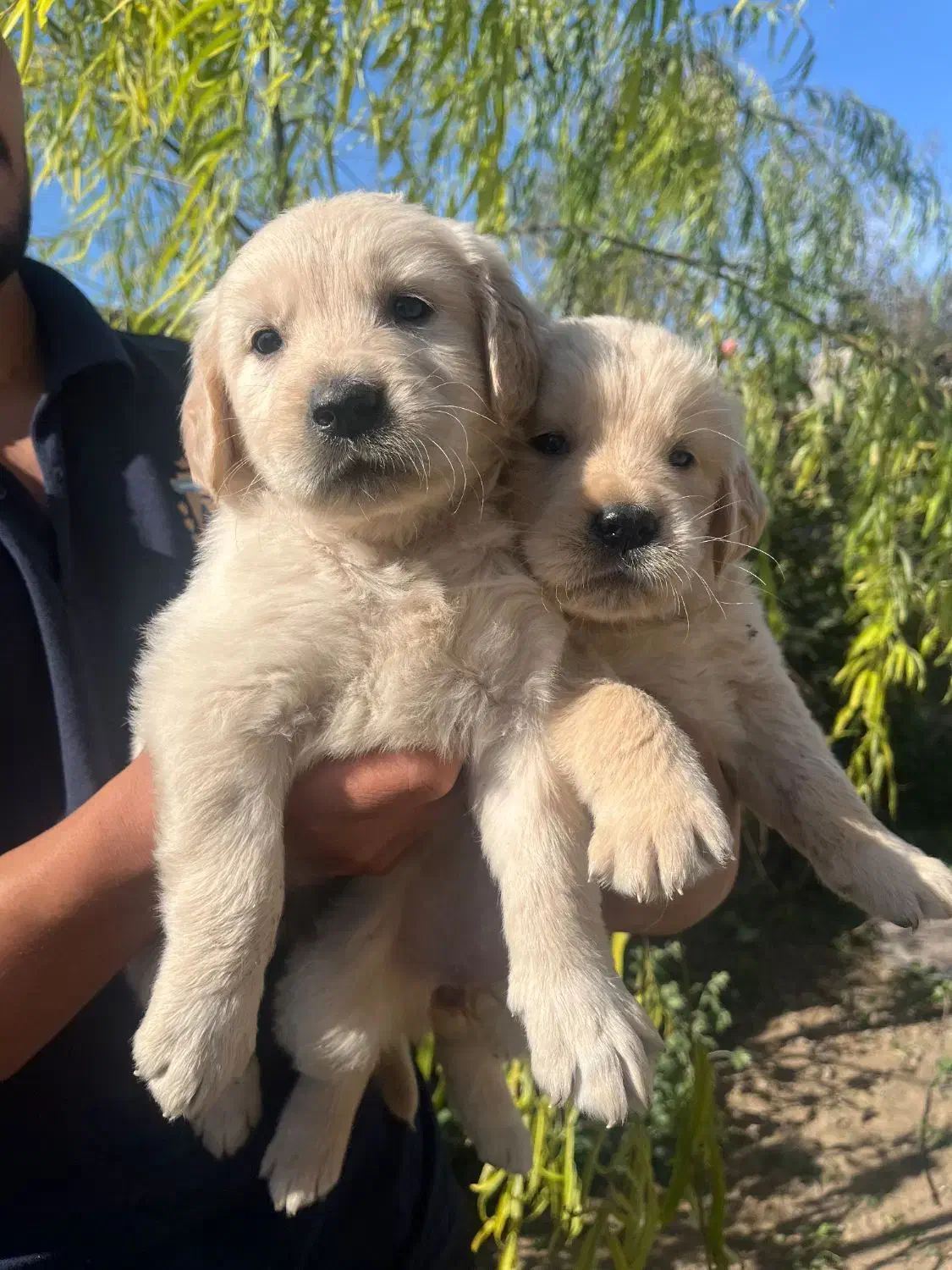 توله نژاد گلدن، اصالت اسکاتلندی باهوش|سگ|رشت, سعدی (تختی)|دیوار