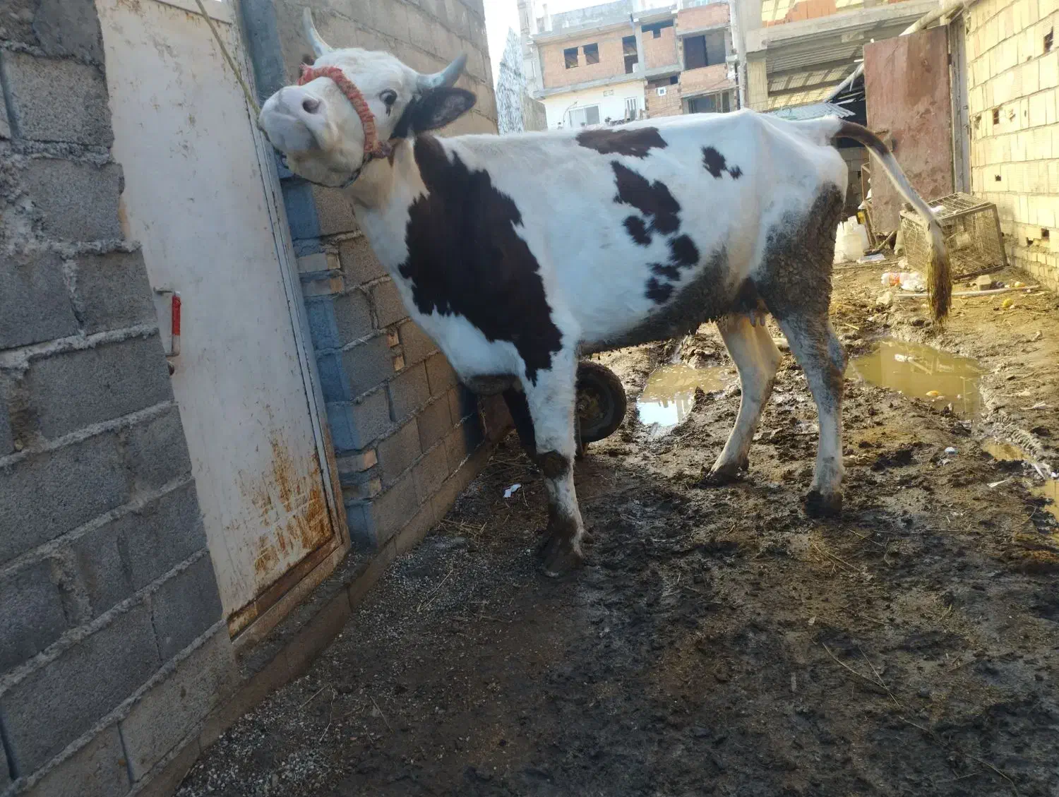 گاو آبست|حیوانات مزرعه|مینودشت, |دیوار