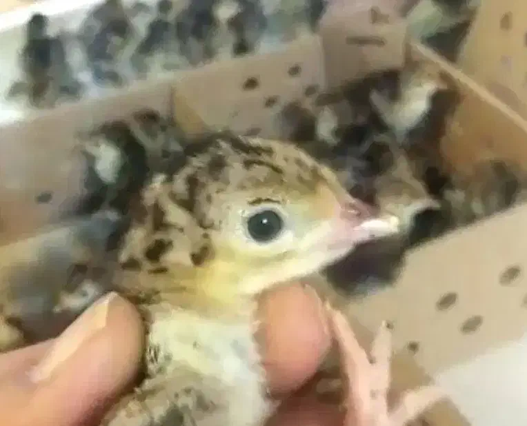 جوجه بوقلمون|حیوانات مزرعه|جوادآباد, |دیوار