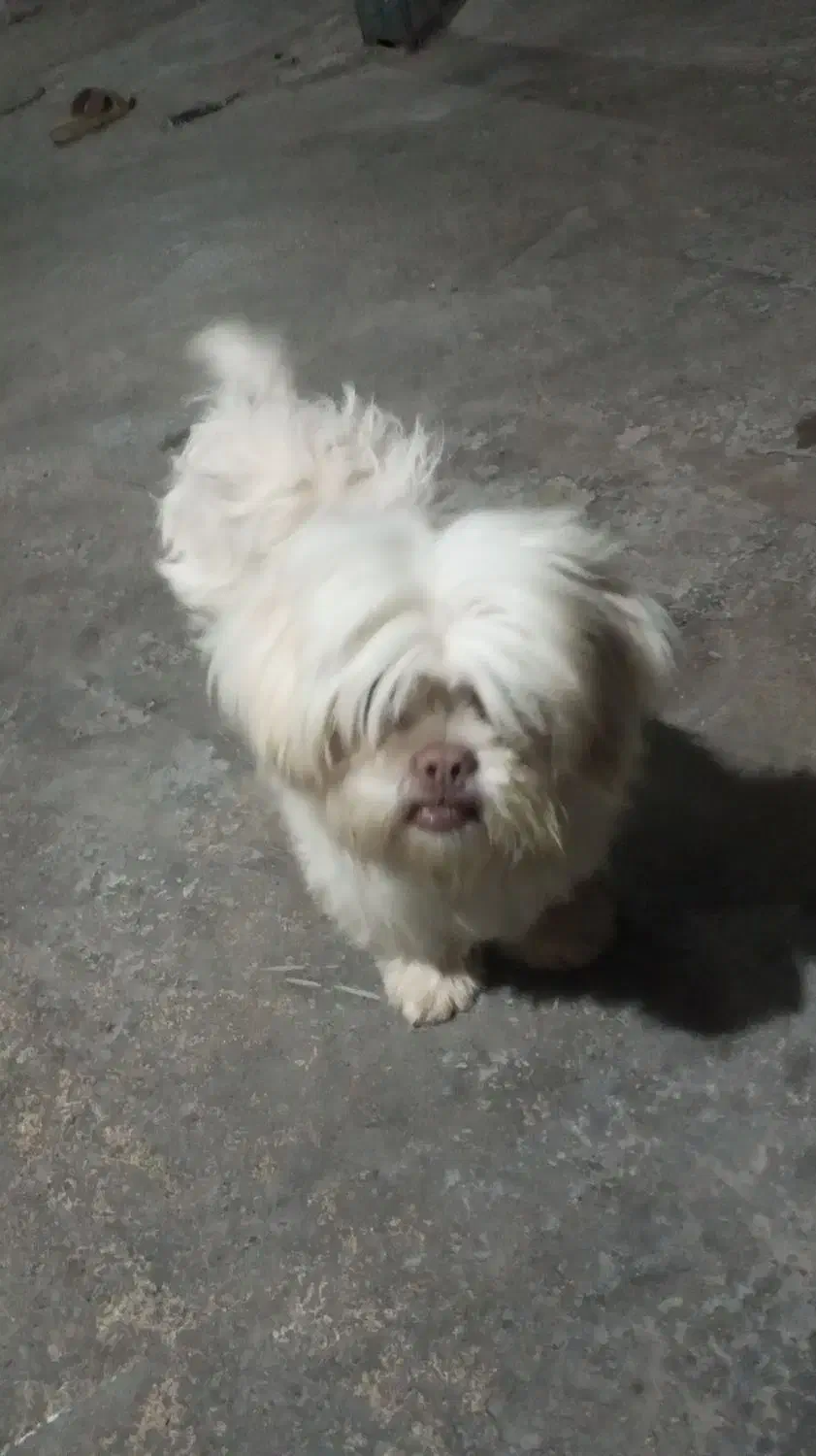 سگ شیتزو فلت حرف گوش کن|سگ|گرگان, |دیوار