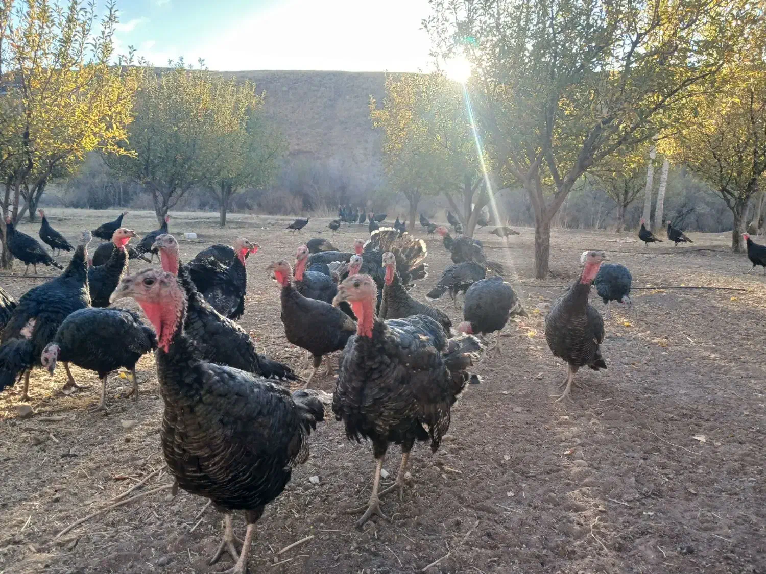 بوقلمون رسمی|حیوانات مزرعه|تخت سلیمان, |دیوار