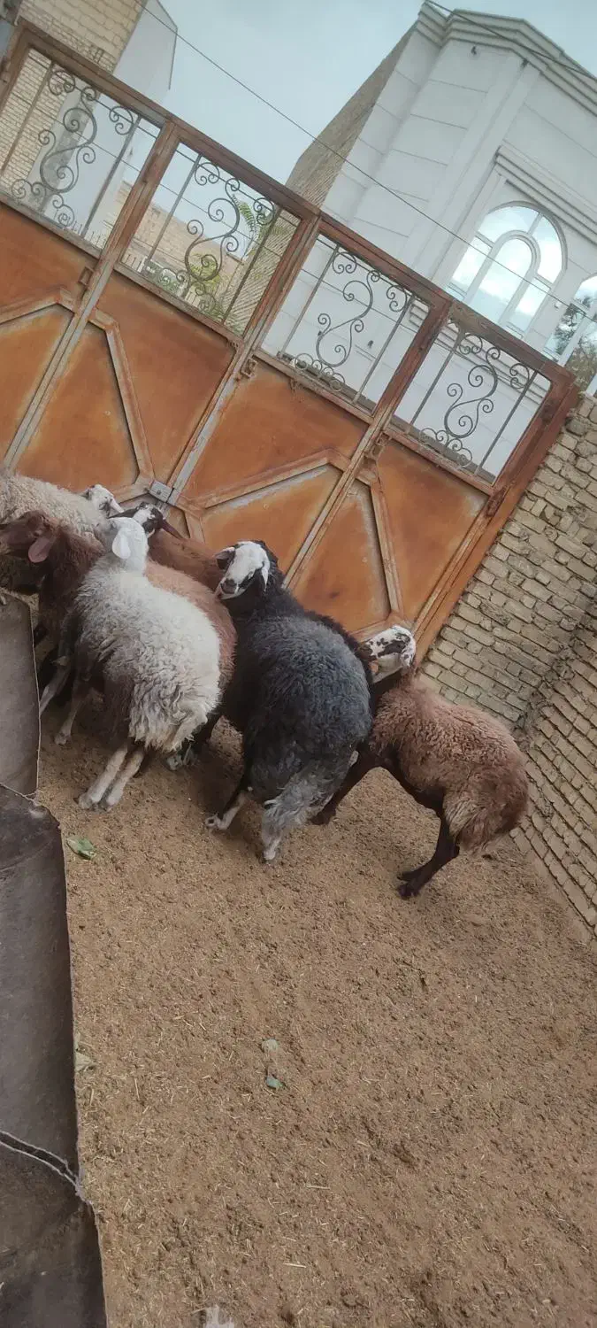 گوسفند و شیشک قوچ و شیشک ماده و بره|حیوانات مزرعه|فلاورجان, |دیوار