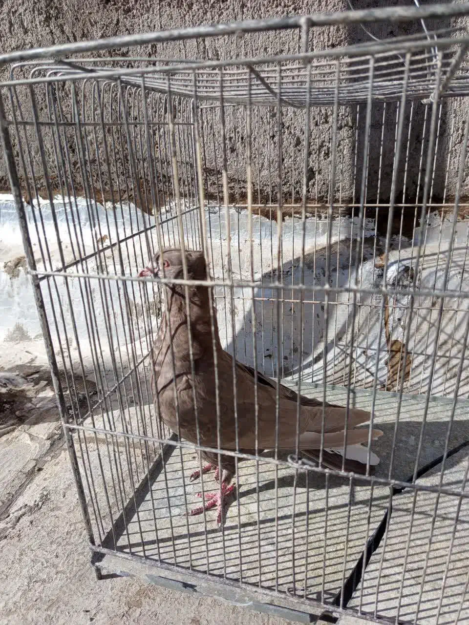 کبوتر رنگه والمانی وخروس فروشی|پرنده|فردوس (خراسان), |دیوار