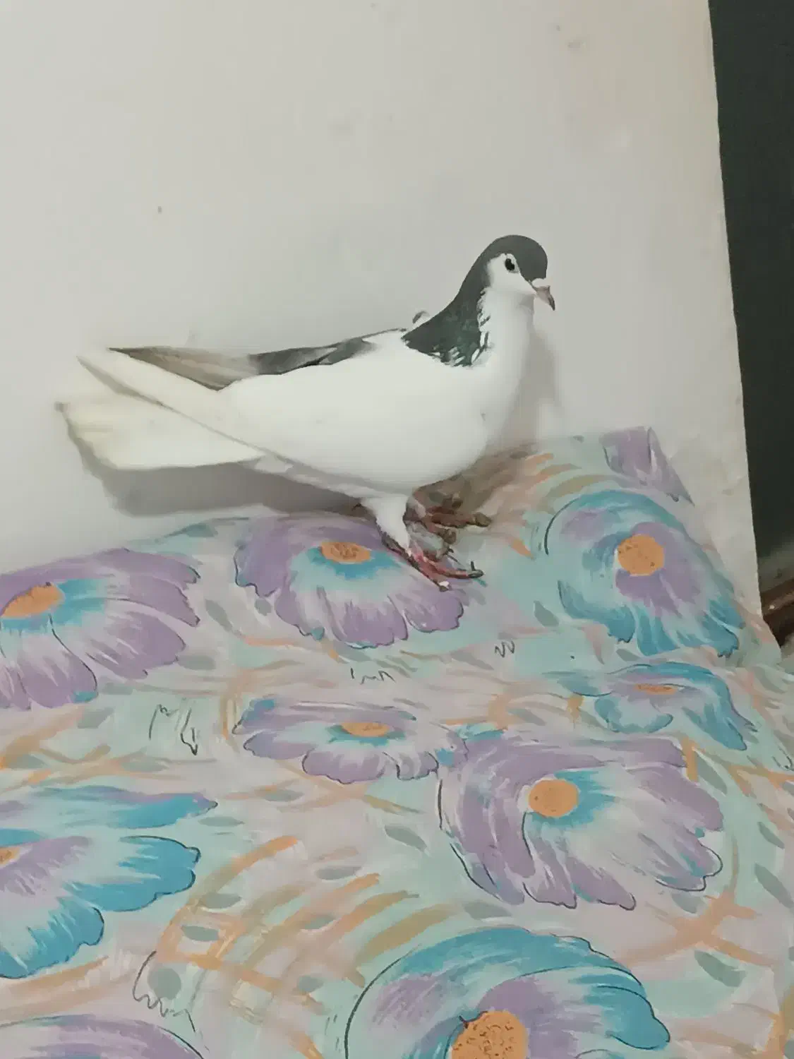 کبوتر چپ|پرنده|نیشابور, هفده شهریور|دیوار