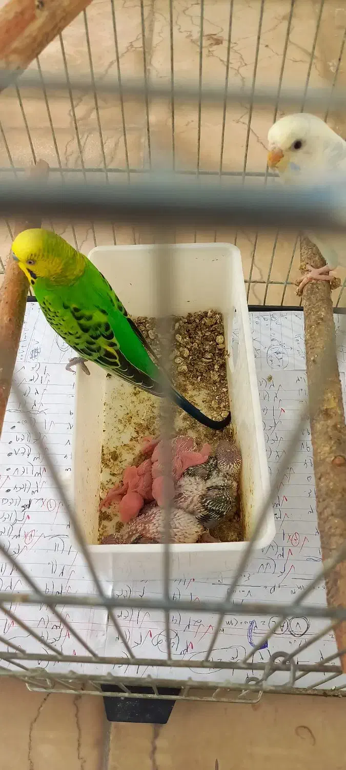 مرغ عشق مولد|پرنده|بجنورد, |دیوار