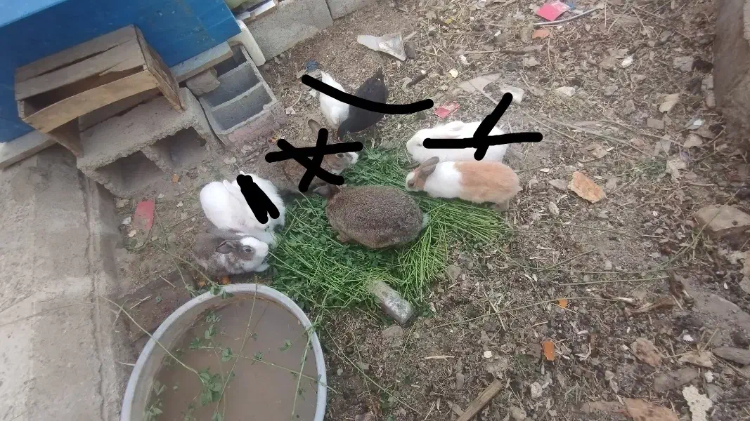 خرگوش فروشی|موش و خرگوش|سراوان, |دیوار