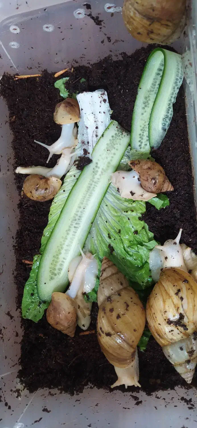 حلزون|خزنده|تهران, یافتآباد|دیوار