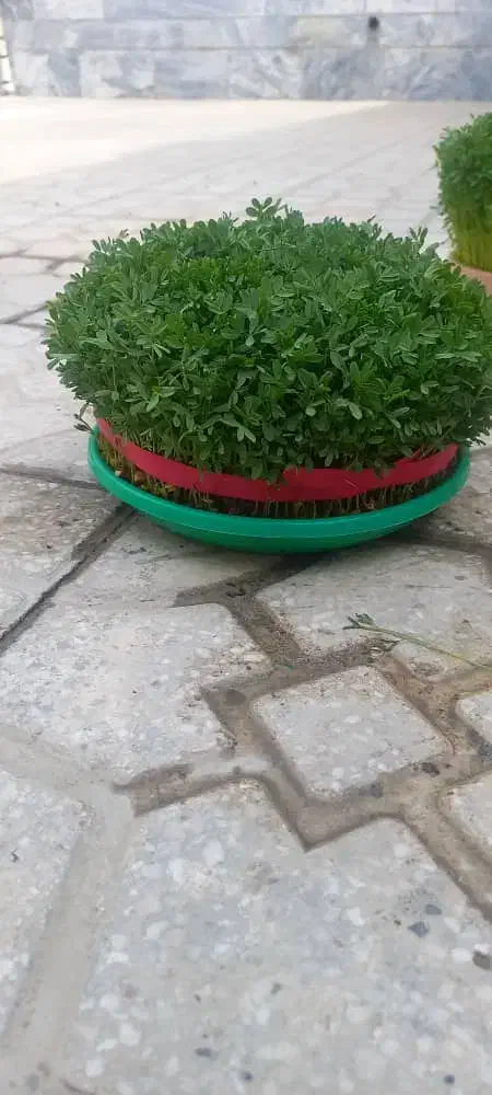 سبزه|گل و گیاه طبیعی|کرمانشاه, |دیوار