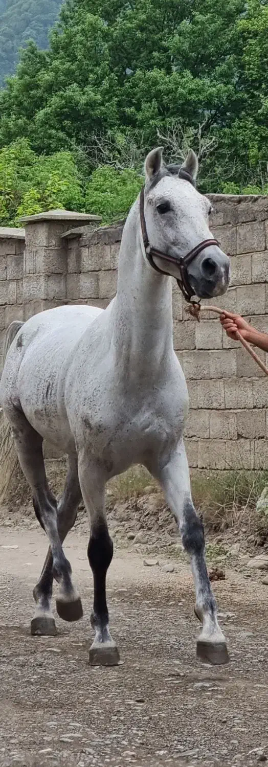 مادیان اسب بااصالت همرا بامحل نگهداری وآموزش سواری|اسب و تجهیزات اسب‌سواری|تنکابن, |دیوار