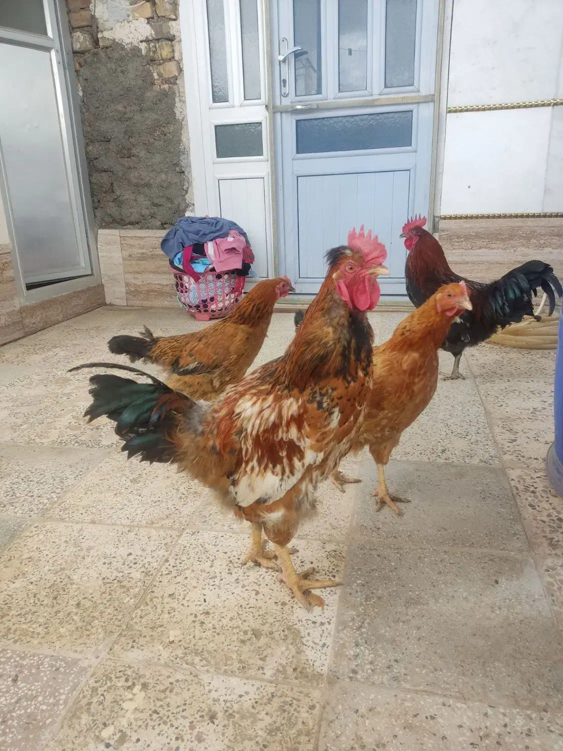 خروس محلی|حیوانات مزرعه|اسفراین, |دیوار