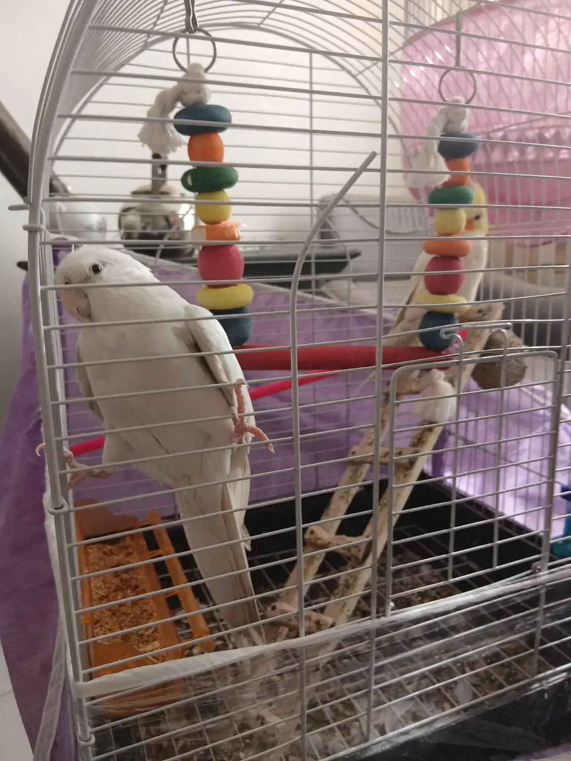 عروس هلندی|پرنده|چناران, |دیوار