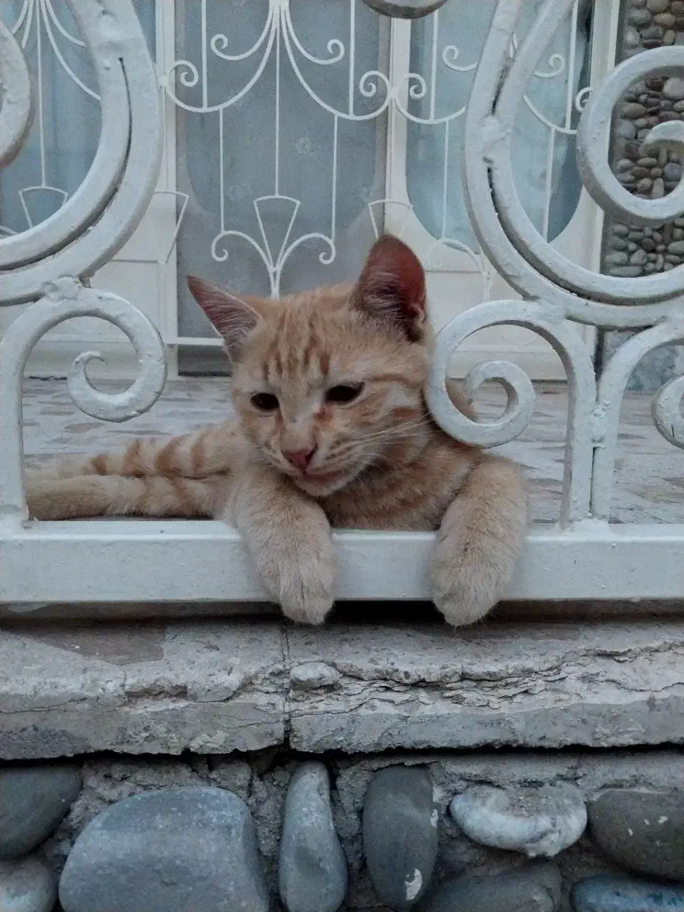 گمشده|گربه|بروجرد, |دیوار