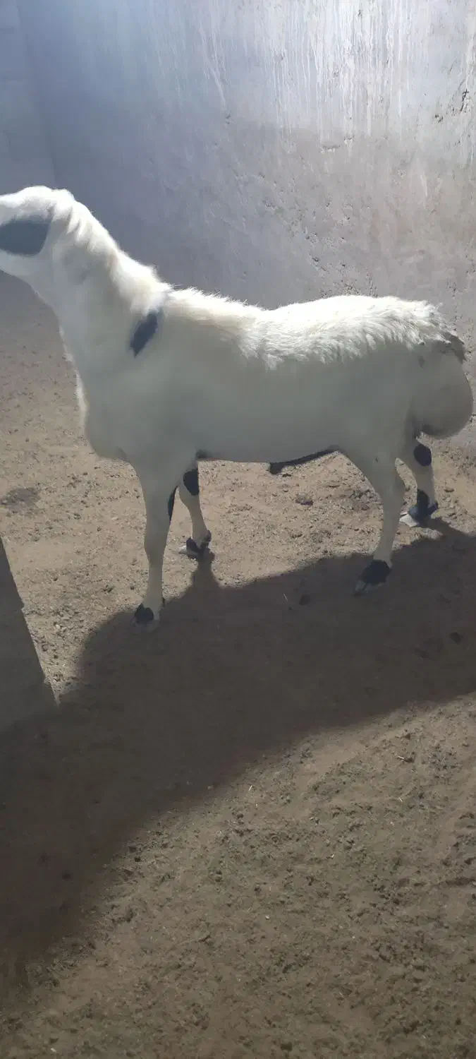 فروشی|حیوانات مزرعه|تخت, |دیوار