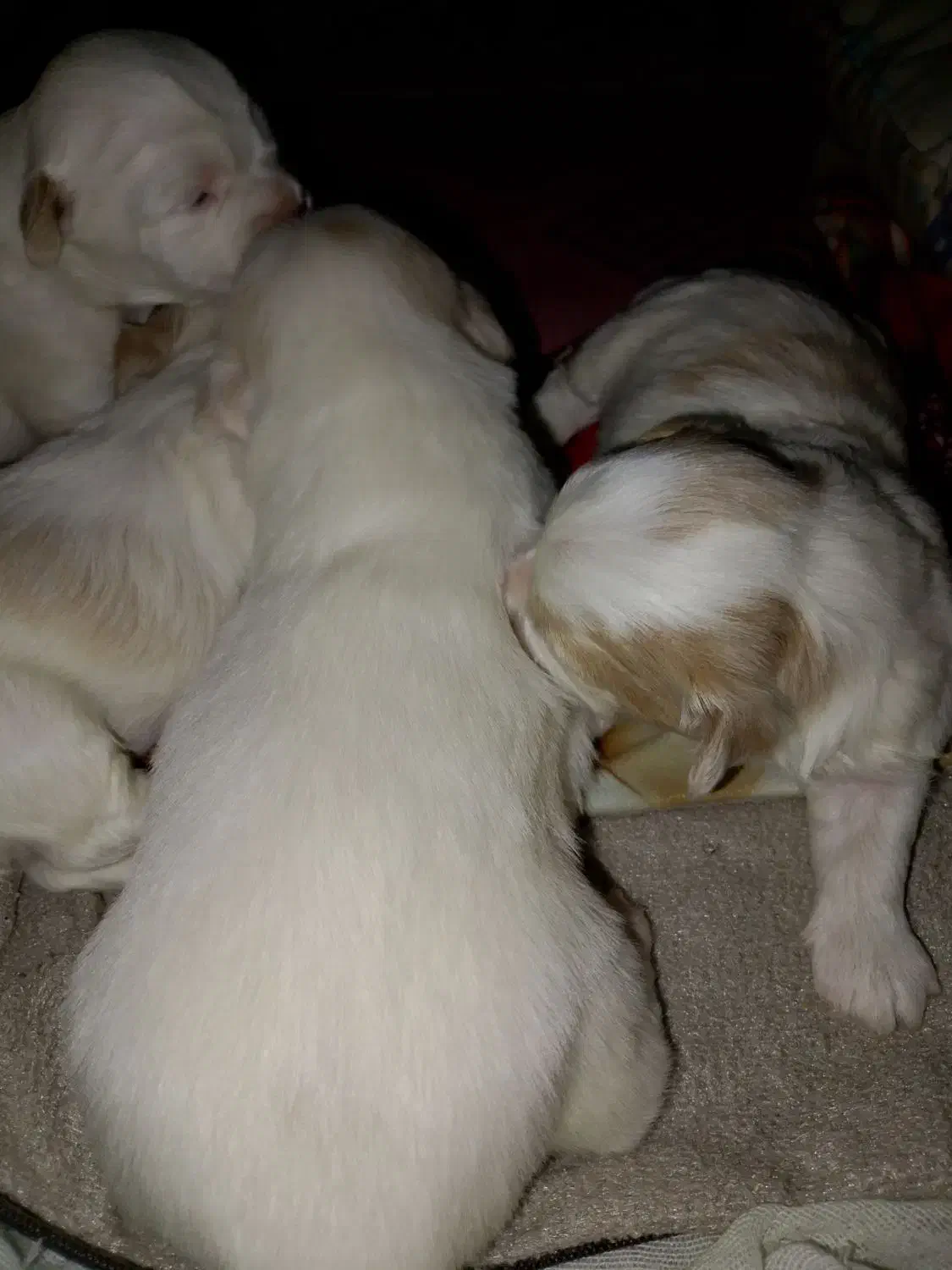 وارد سلام برادران عزیز ۴ تا سگ واگذار دارم پشمالو|سگ|بندر امام خمینی, |دیوار