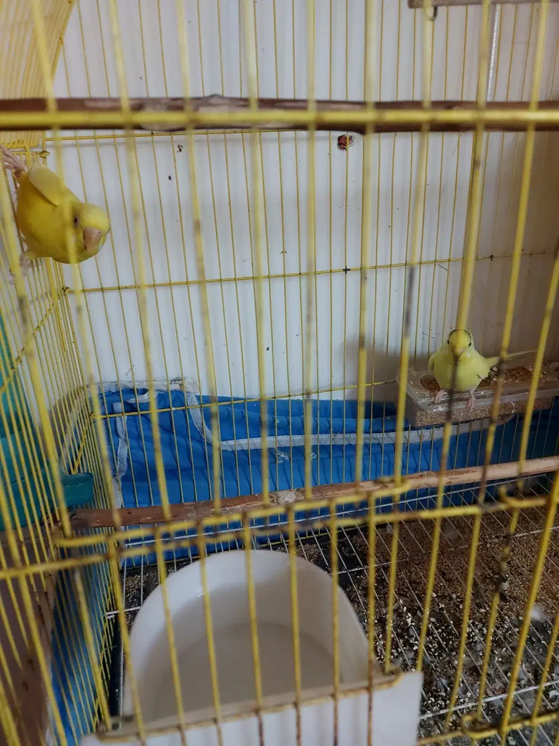 مرغ عشق|پرنده|علی‌آباد کتول, |دیوار