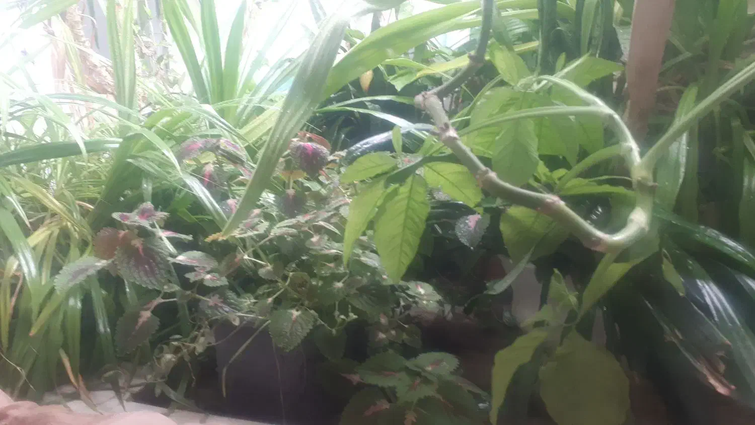 فروش ۲۰عدد گل و گلدان|گل و گیاه طبیعی|مهریز, |دیوار