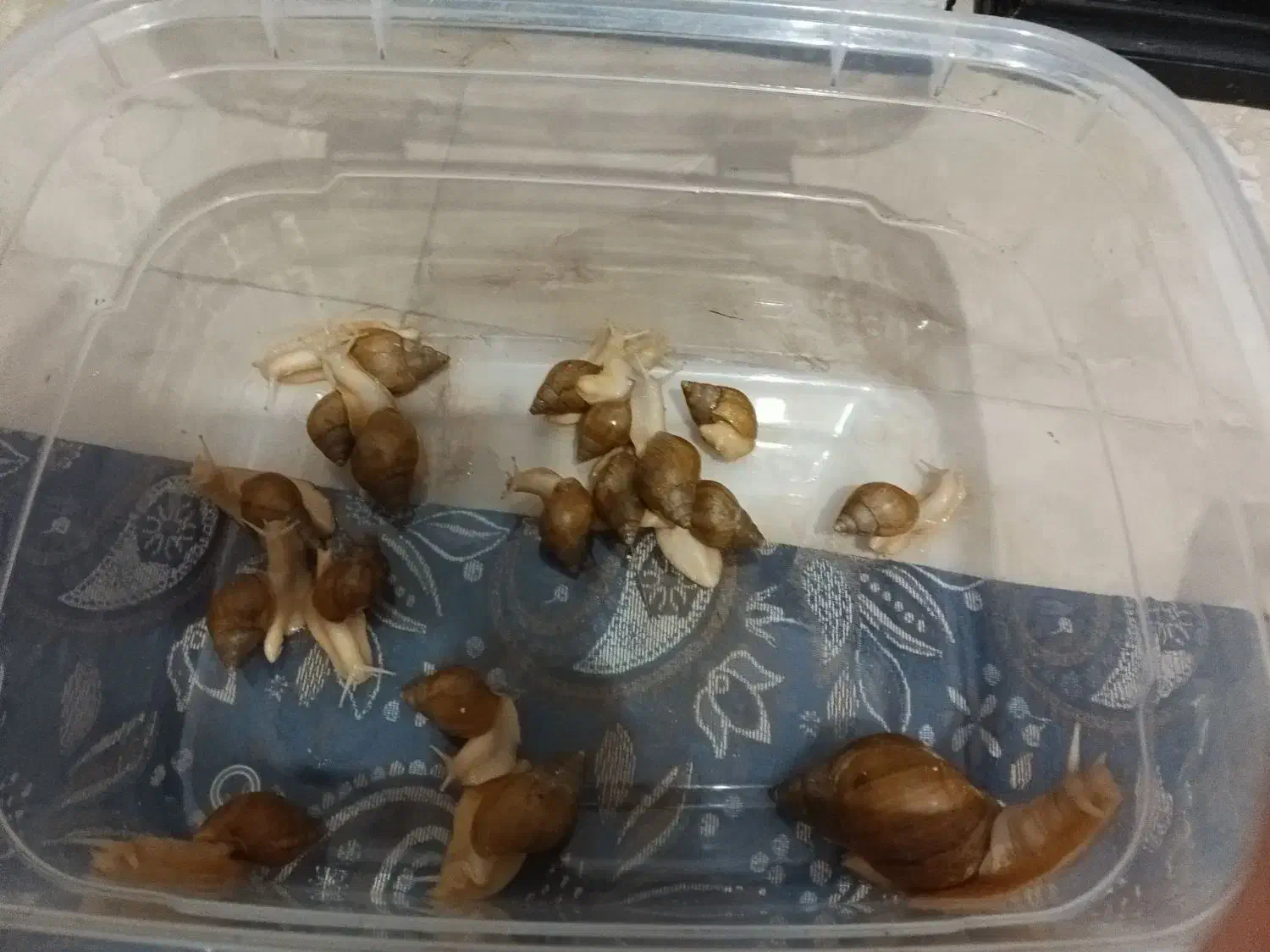 ۲۰عدد حلزون|خزنده|چهاردانگه (تهران), |دیوار