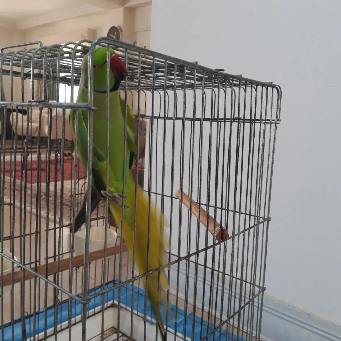 طوطی|پرنده|بابل, |دیوار