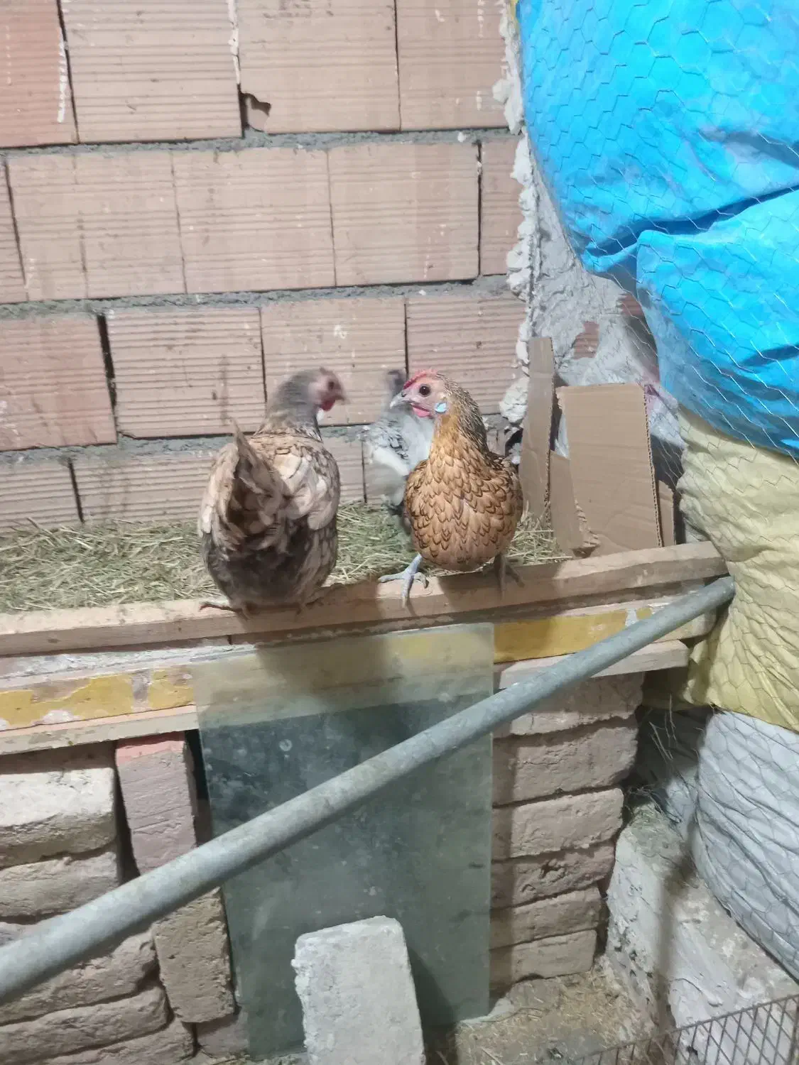 مرغ وخروس|حیوانات مزرعه|بهارستان, |دیوار