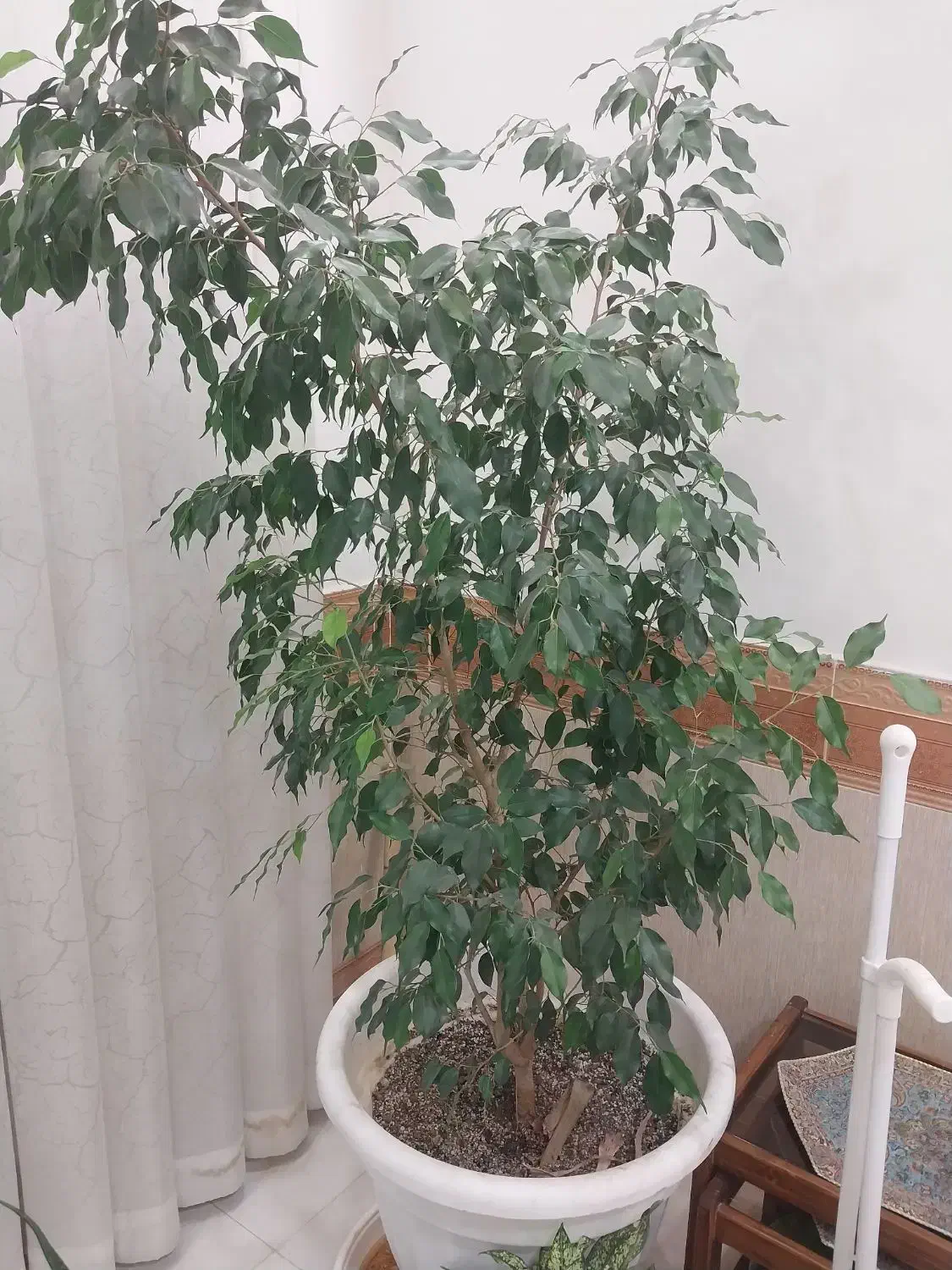 گل‌باگلدون‌|گل و گیاه طبیعی|بجنورد, |دیوار