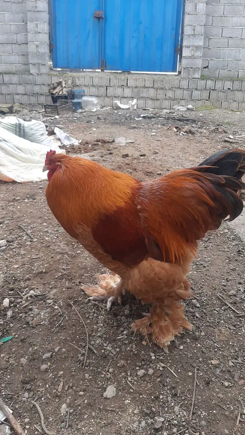 خروس برهما|حیوانات مزرعه|ساری, |دیوار