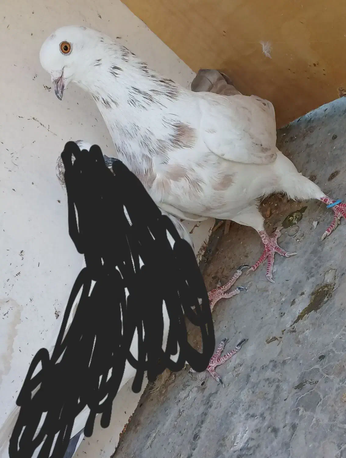 کفتر پرشی|پرنده|آران و بیدگل, |دیوار