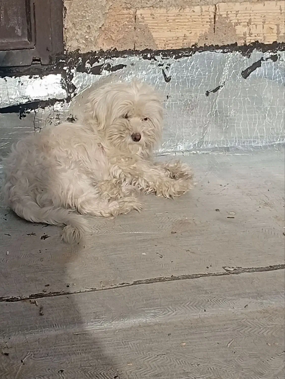 سگ شیتزو|سگ|تبریز, |دیوار