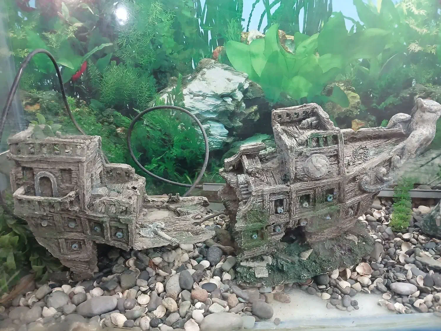 آکواریوم|ماهی|قم, علی آباد سعدگان|دیوار