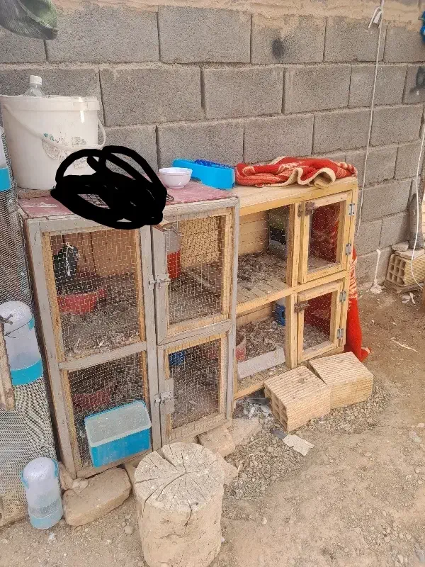 جفت کنن کفتر کبوتر|لوازم جانبی حیوانات|آباده, |دیوار