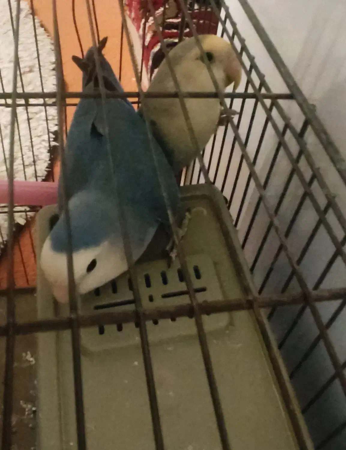 طوطی کوتوله|پرنده|شهرضا, |دیوار